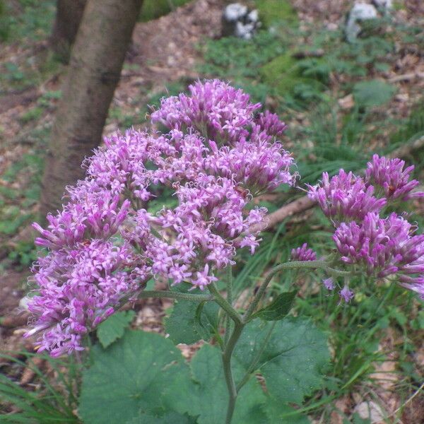 Adenostyles alpina Blomma