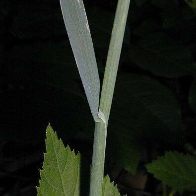 Poa compressa Casca