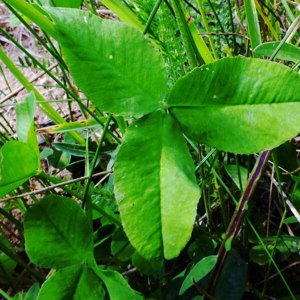 Trifolium repens Feuille