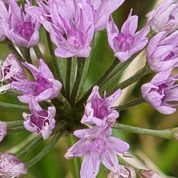 Allium angulosum Blüte