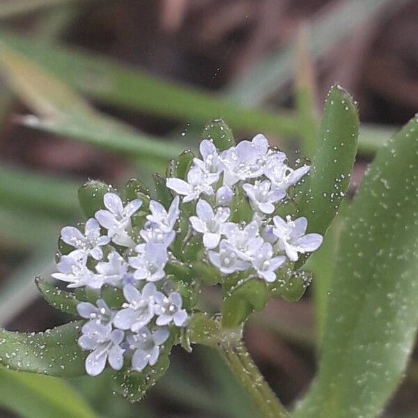 Valeriana locusta Flower