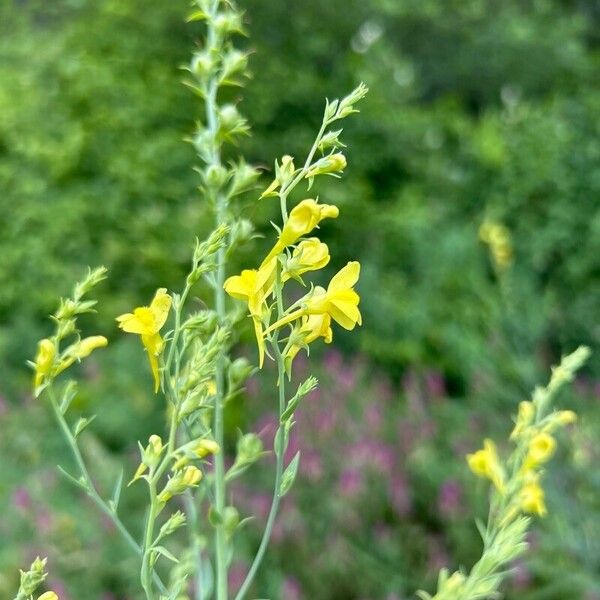 Linaria genistifolia Цвят