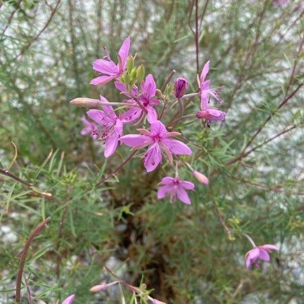 Epilobium dodonaei Flower