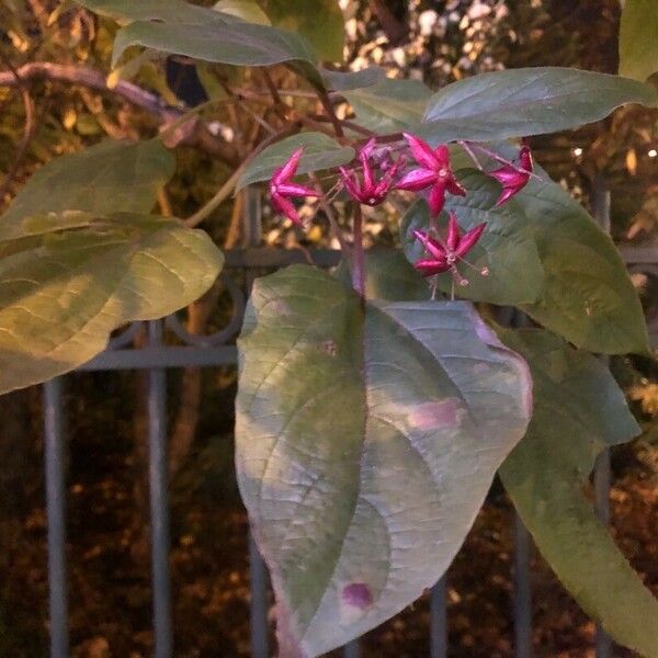 Clerodendrum trichotomum Lorea