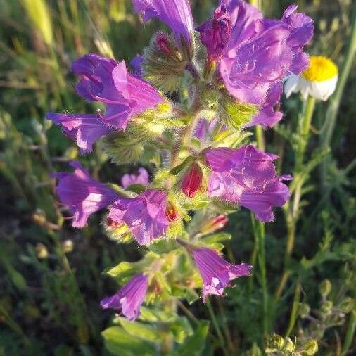 Echium plantagineum Flower