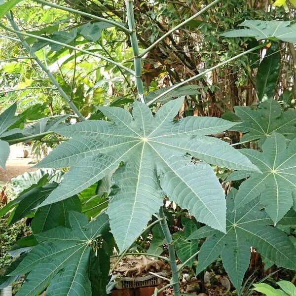 Ricinus communis Leaf