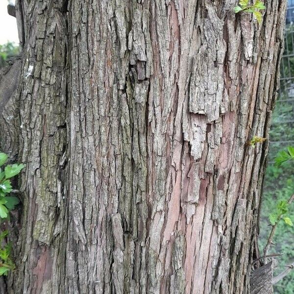 Bark