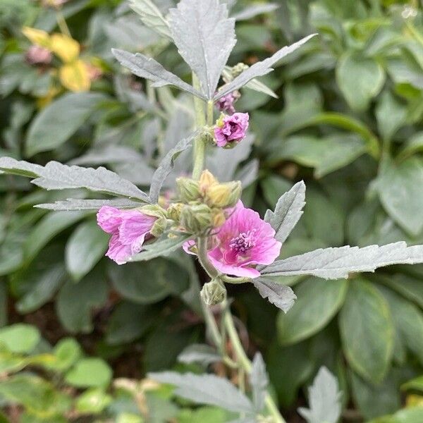 Althaea cannabina Кветка