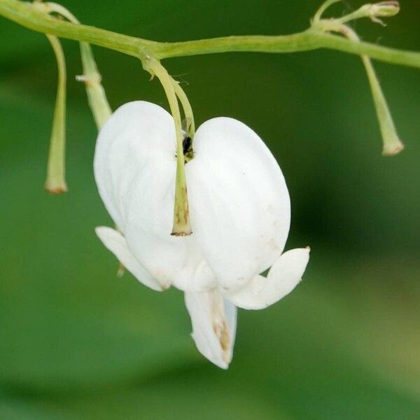 Lamprocapnos spectabilis Kukka