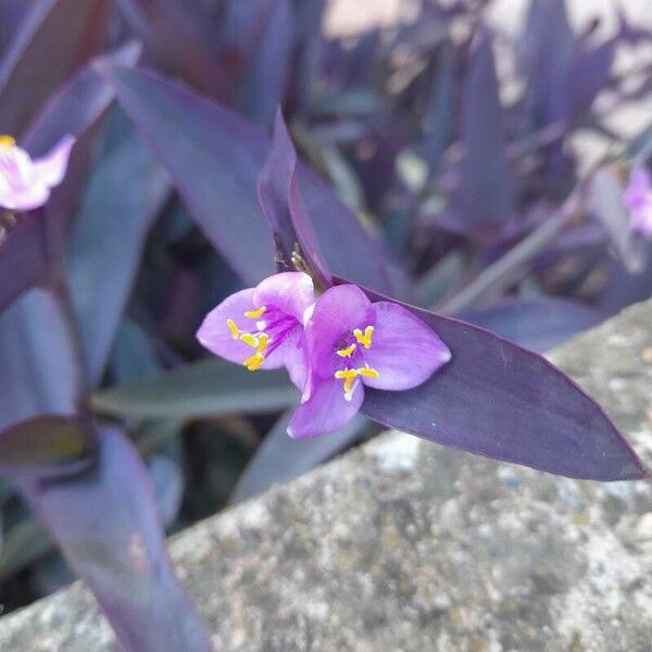 Tradescantia pallida Blomma