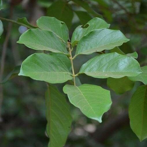 Lonchocarpus sericeus Leaf