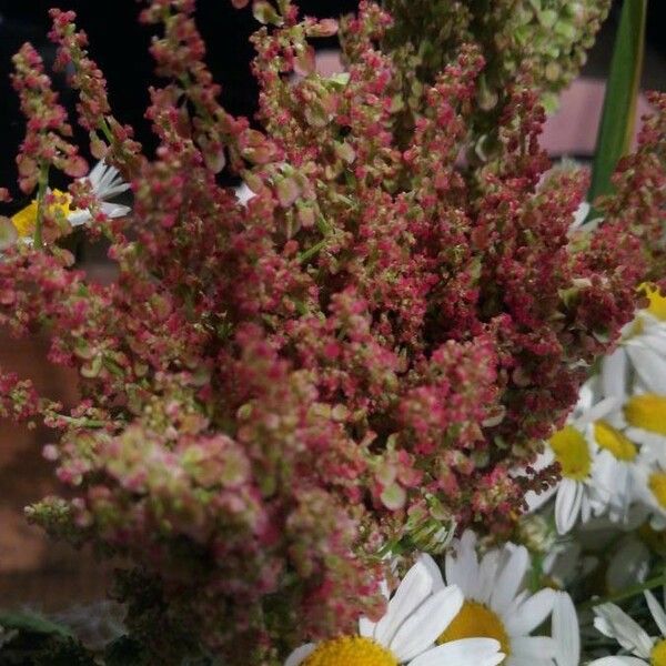 Rumex rugosus Цветок