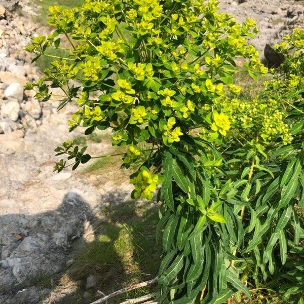 Euphorbia platyphyllos Buveinė