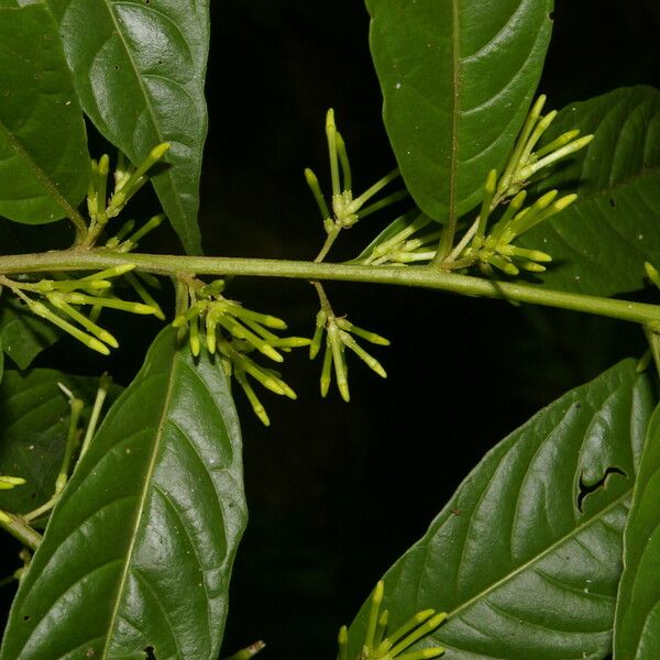 Cestrum microcalyx Leht