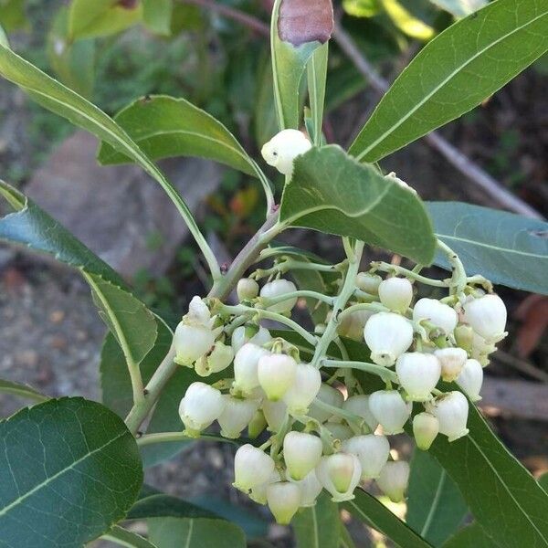 Arbutus andrachne पत्ता