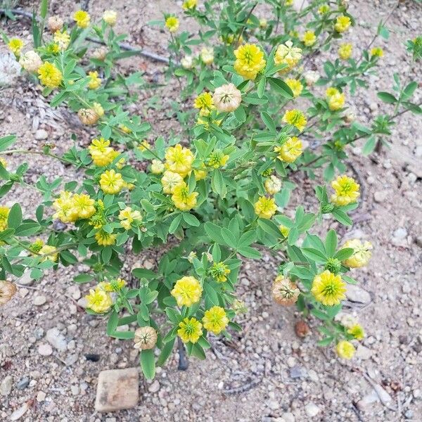 Trifolium aureum Агульны выгляд