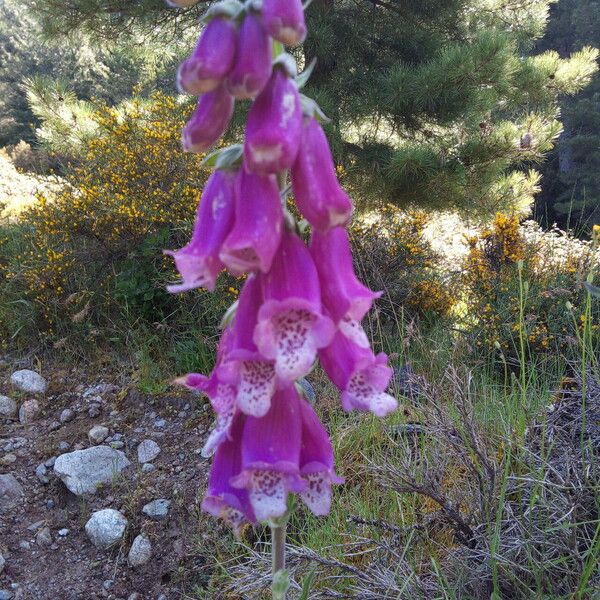 Digitalis thapsi Květ