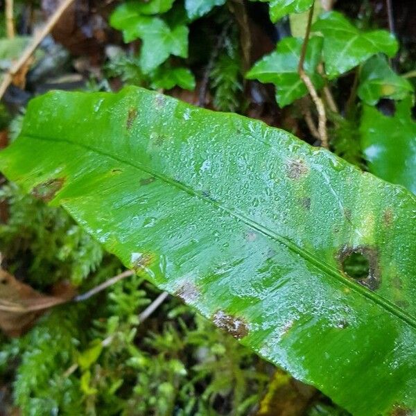 Asplenium scolopendrium Blatt