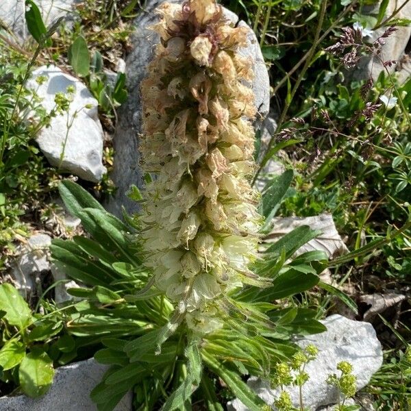 Campanula thyrsoides Квітка