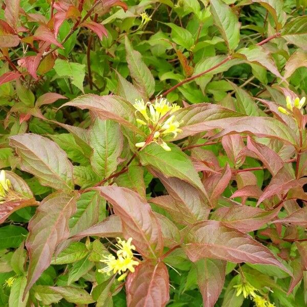 Diervilla lonicera Flower