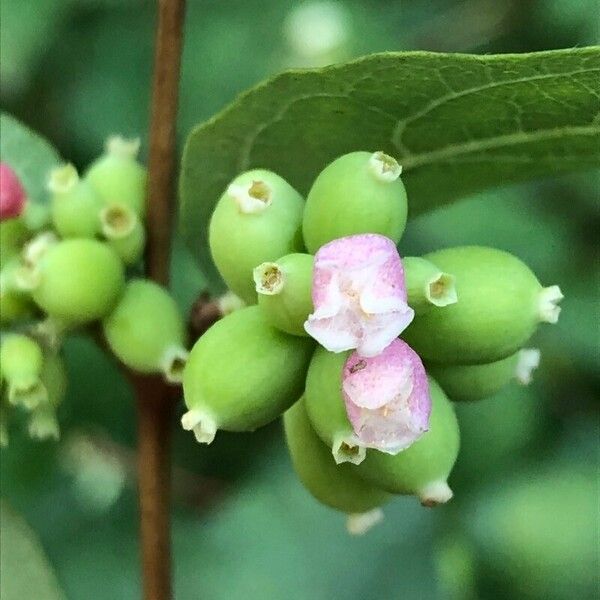 Symphoricarpos albus Квітка