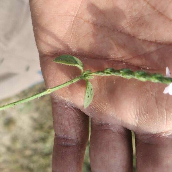 Rungia repens Foglia