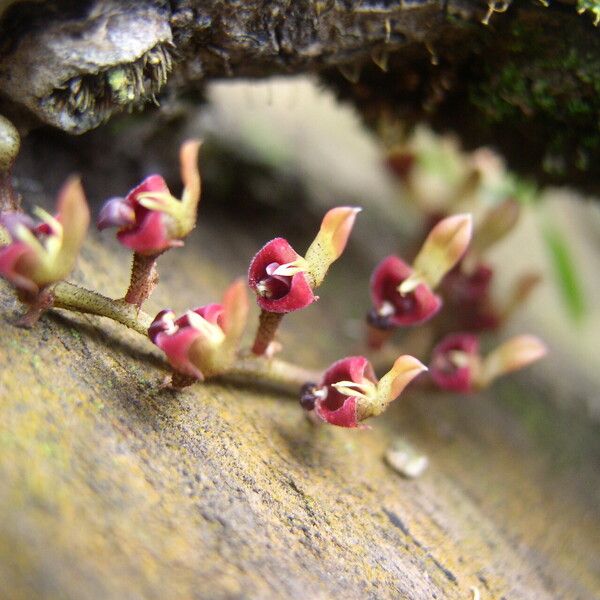 Bulbophyllum falcatum Flower