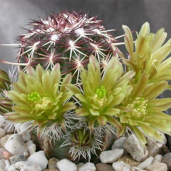 Echinocereus viridiflorus Flower