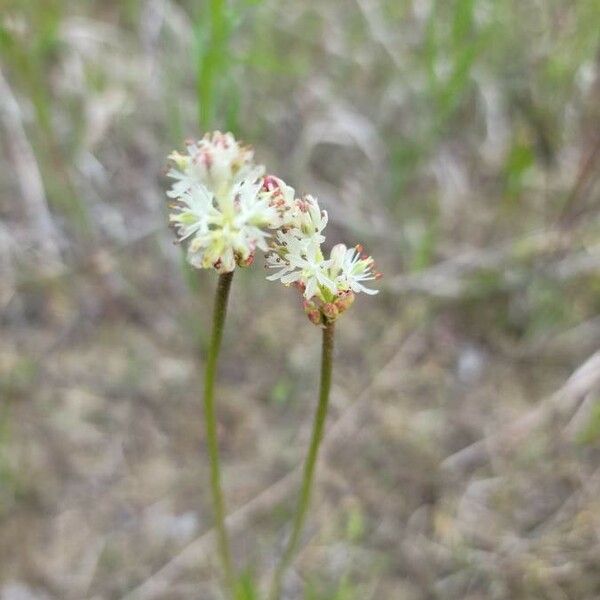 Triantha glutinosa Flors