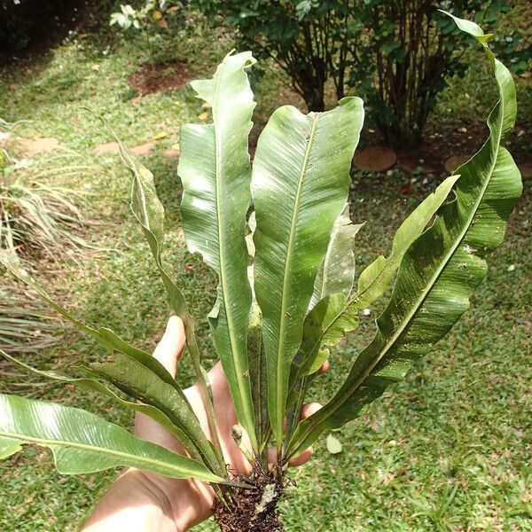 Asplenium africanum Lapas