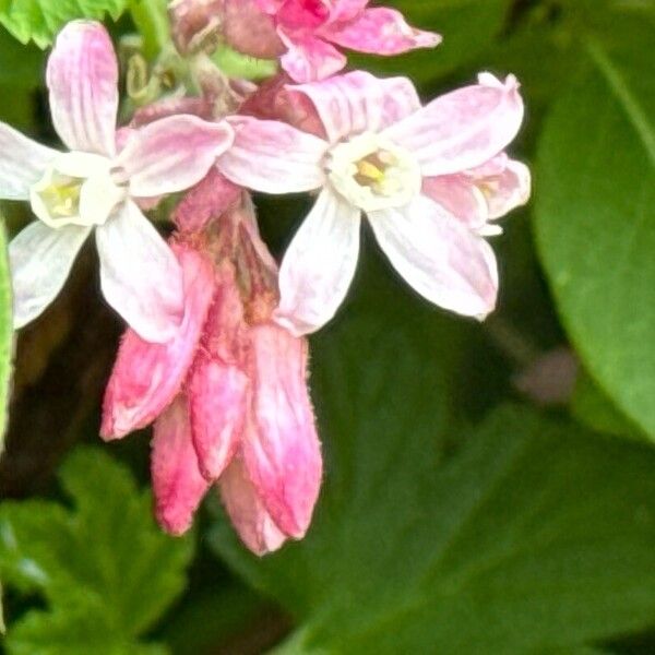 Ribes sanguineum Λουλούδι