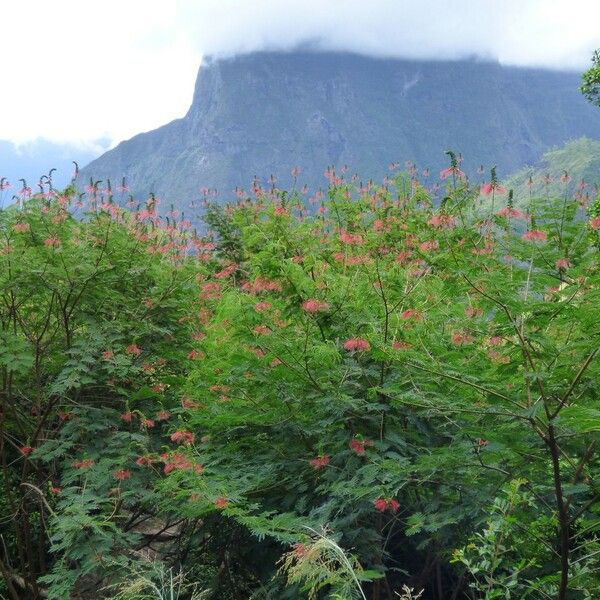 Calliandra houstoniana Yeri