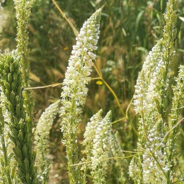 Reseda alba Liść