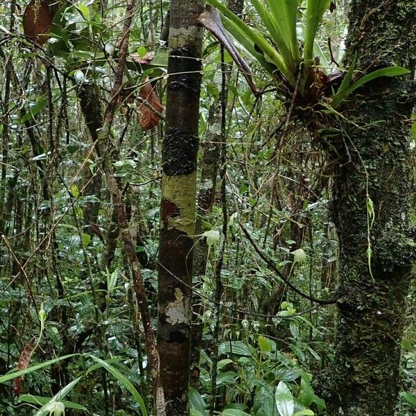 Aeranthes antennophora Hábito