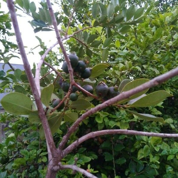 Psidium guineense 果