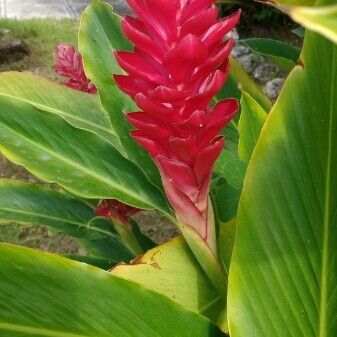 Alpinia purpurata Blomst