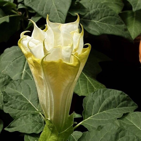 Datura innoxia Kvet