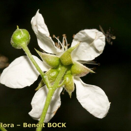 Rubus sulcatus Flors