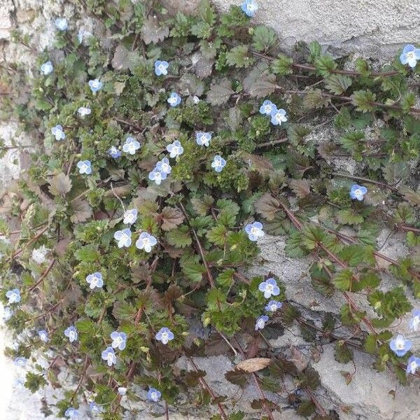 Veronica persica Flower