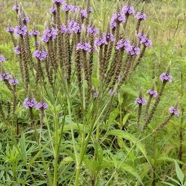 Verbena hastata Cvet