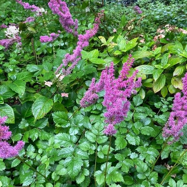 Astilbe rubra Lorea