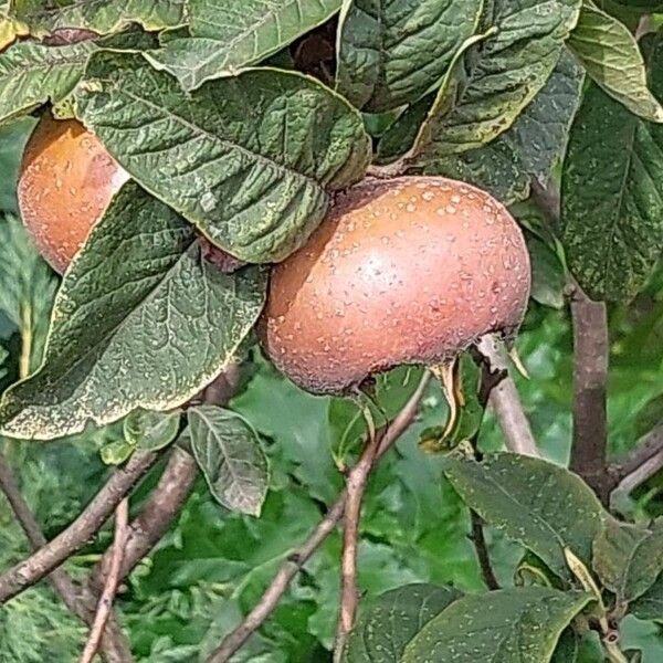 Mespilus germanica Fruit