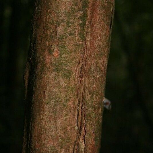 Posoqueria latifolia बार्क (छाल)