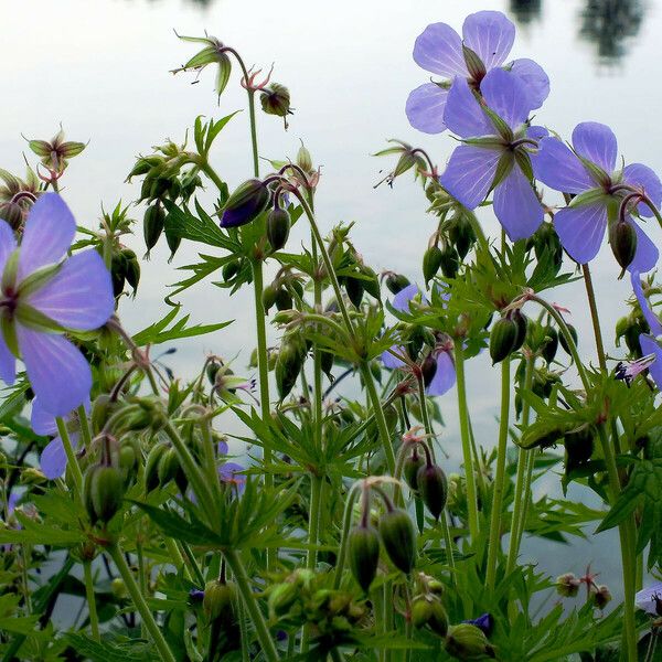 Geranium pratense 花