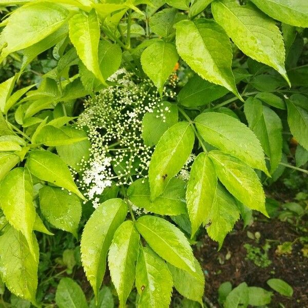 Sambucus canadensis ഇല