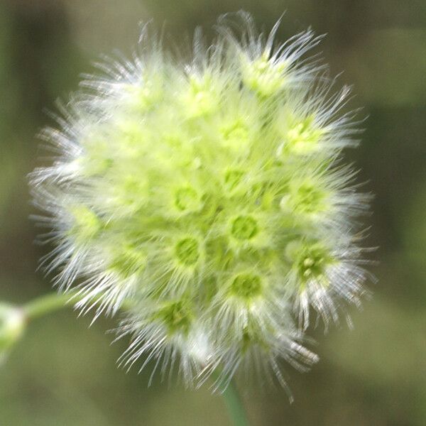 Lagoecia cuminoides (Common wild cumin)