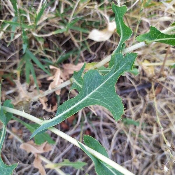 Lactuca serriola Blad