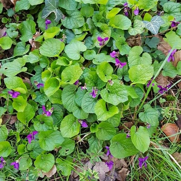 Viola odorata Hábito