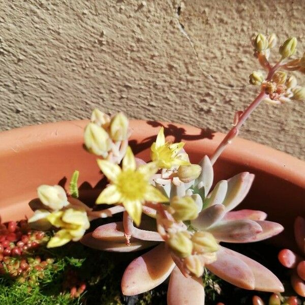 Dudleya greenei Floare