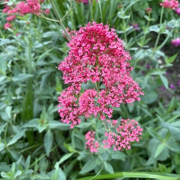 Centranthus lecoqii Žiedas